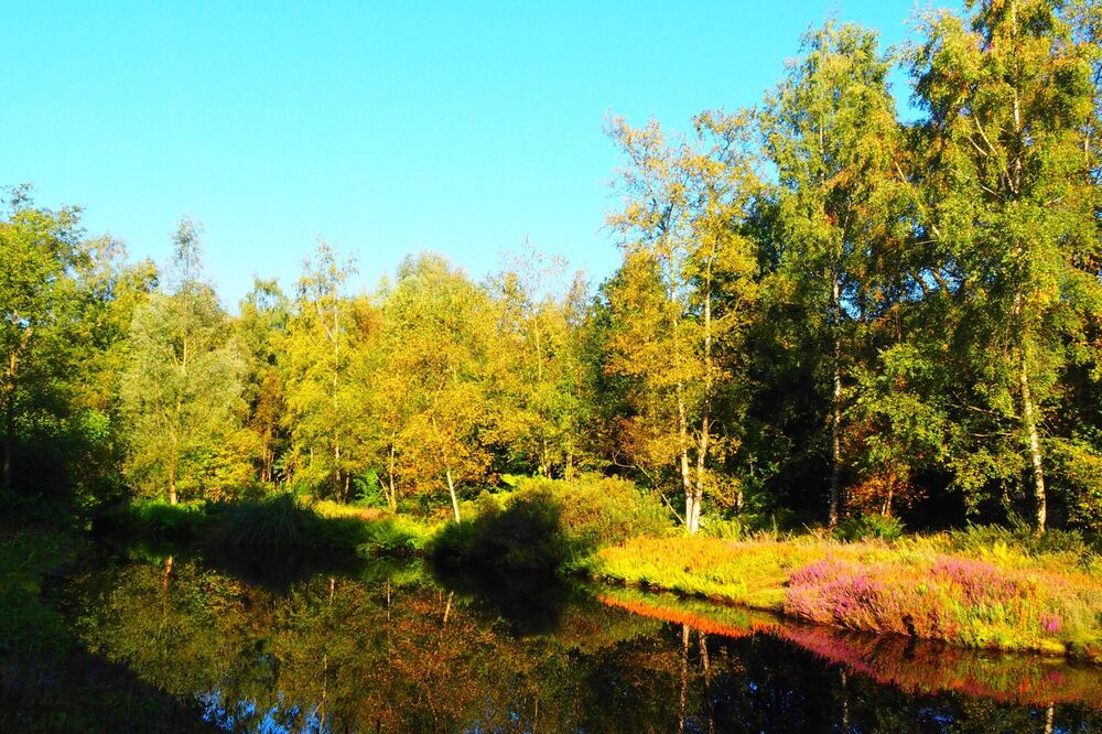 Herfstkleuren weerspiegeld in de vijver van het Dr. Jac. P. Thijssepark in Amstelveen