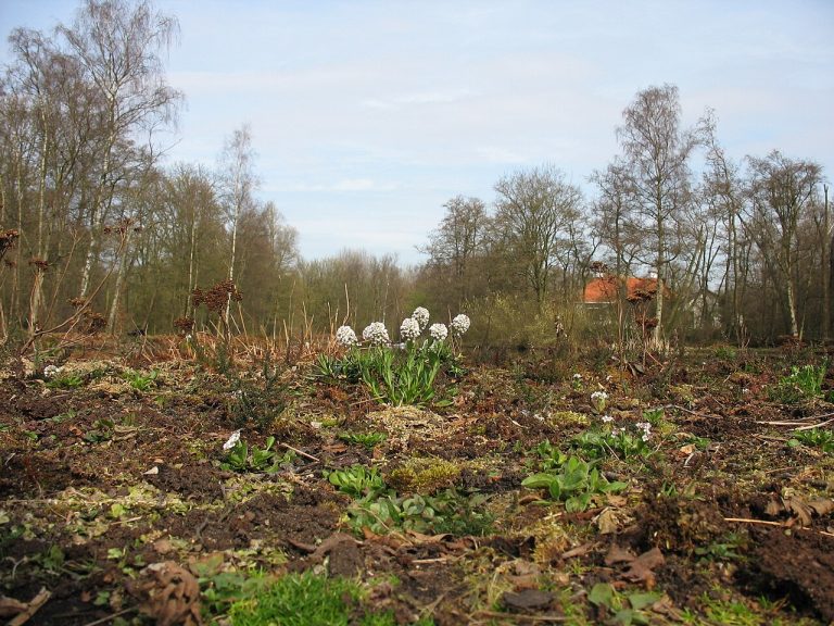 Wandeling in Jac. P. Thijssepark — Natuur in Amstelveen