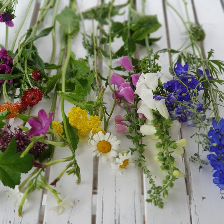 Bloemen plukken op Pluktuin Amstelveen — familie-kids in Amstelveen
