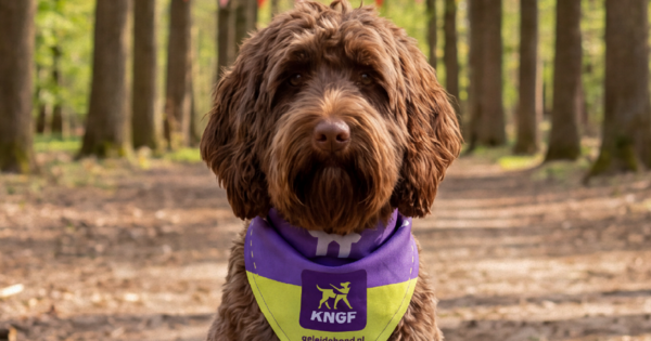 Honden Helden Hike — festival in Amstelveen